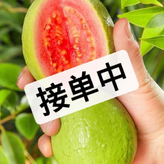 浦北县红心芭乐现在一万二斤，那位老板看上的洗，私聊我