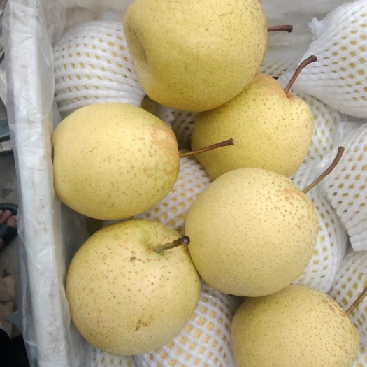 赵县冷库自己存雪花梨大量出售