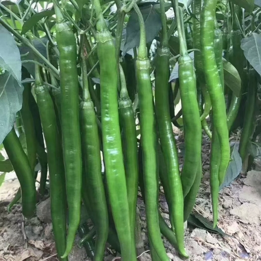 田东县线椒 鲜辣椒 露天种植 产地直发 耐运输