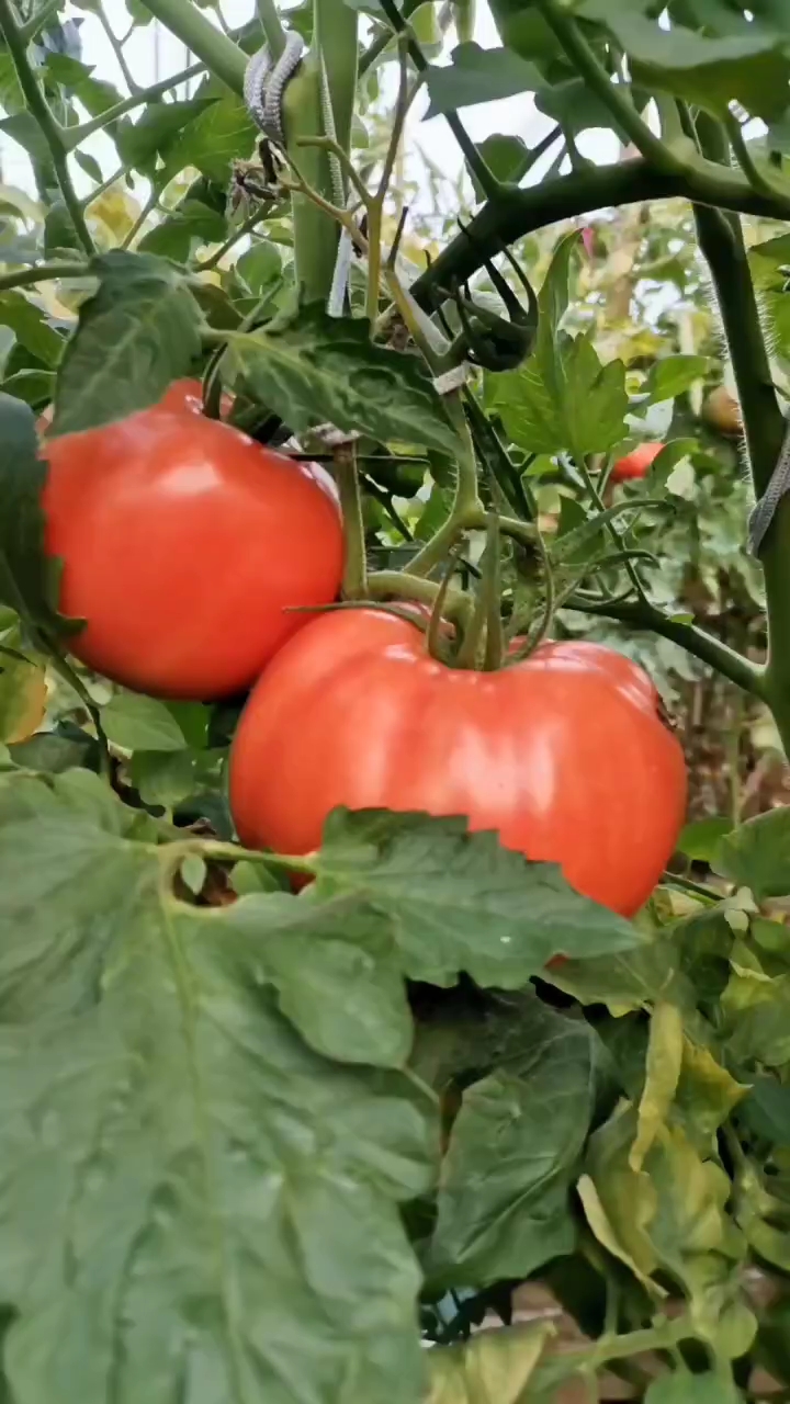 粉果番茄