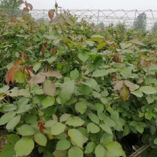 昔阳县蔷薇花苗
