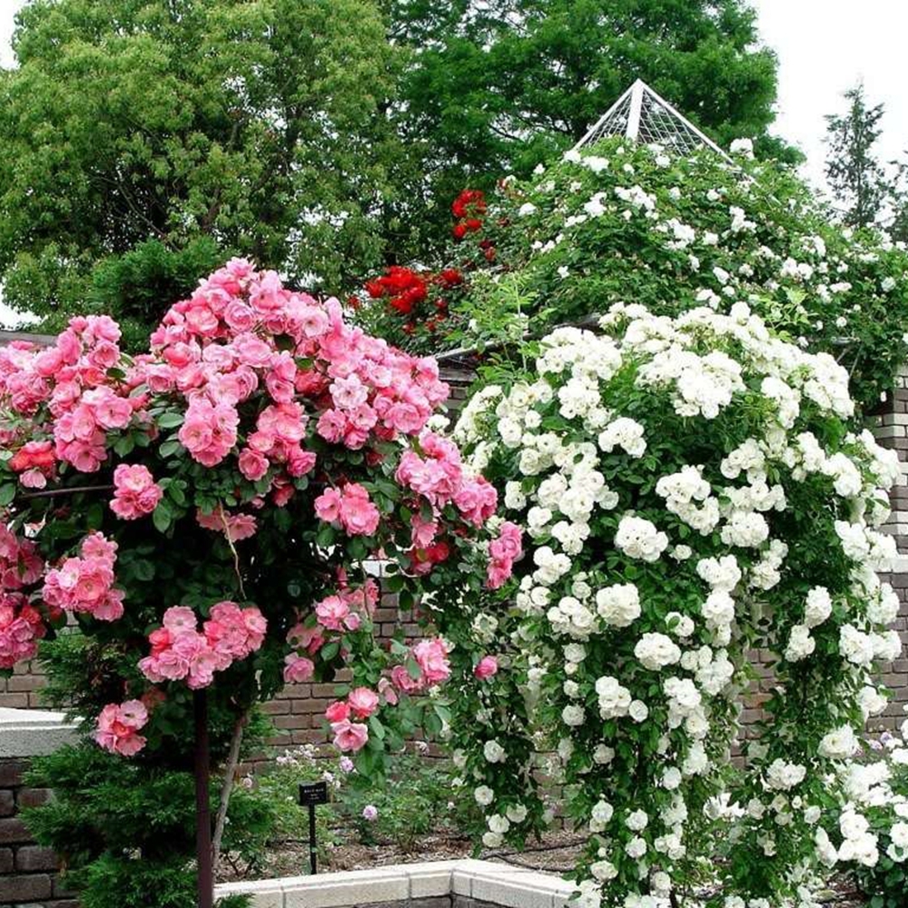 沭阳县蔷薇种子  蔷薇花蔷薇植物种子种苗庭院观赏花卉盆栽易活