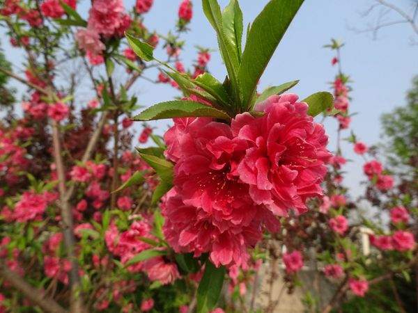 长治红花碧桃