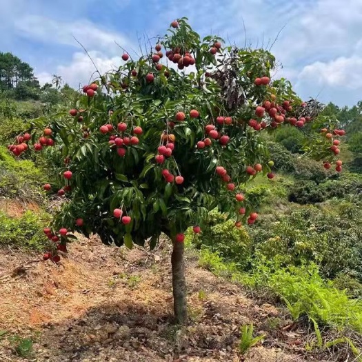 灵山县荔枝高压苗 荔枝特大苗征地 荔枝圈枝苗 种植第二年挂果