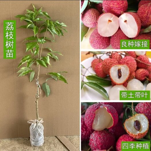 灵山县仙进奉荔枝无核荔枝桂花香荔枝