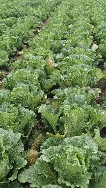 乐陵市北京新3号大白菜，产地出货，净菜，毛菜均可，质优价廉，