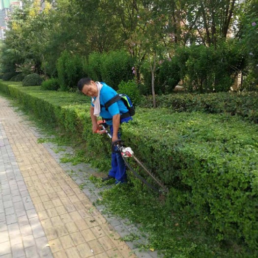 郴州郴州园林绿化树木移植 绿化草皮苗木农户大量批发