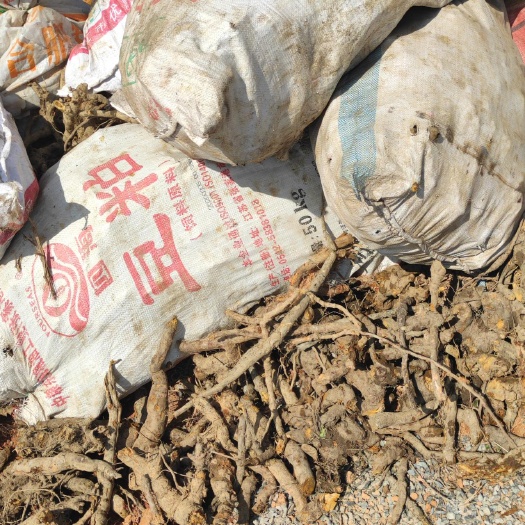 鄱阳县虎杖花斑竹酸筒杆酸汤梗斑杖根黄地榆