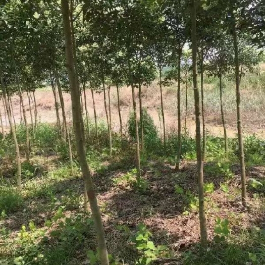 长治高杆女贞