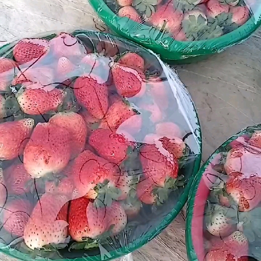 阜阳天仙醉草莓