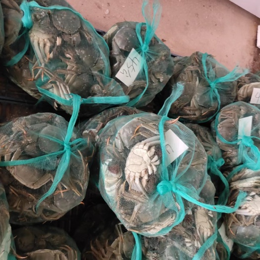 大闸蟹一手货源批发