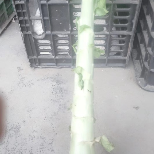 彭州市青皮莴笋