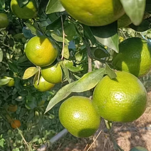 上林县皇帝柑
