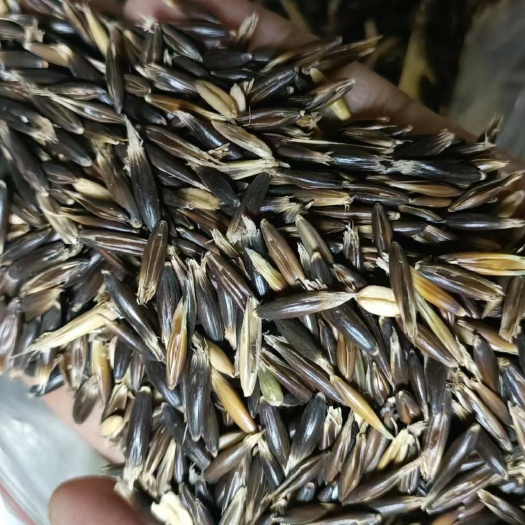 呼伦贝尔呼伦贝尔当地黑皮燕麦，容重490-510水分12以内自然晒干