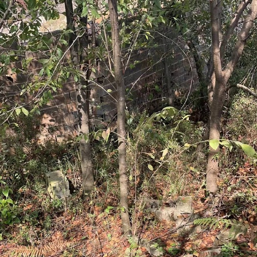 昆明现有600颗滇朴树急需处理，5到20公分粗，价格便宜