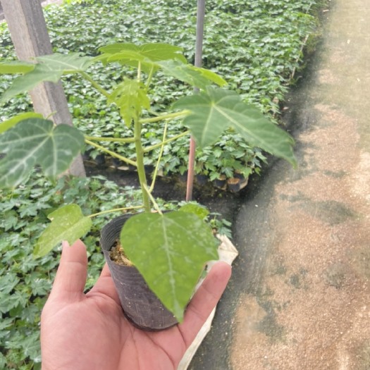 中山市大青大白益元苗组培苗