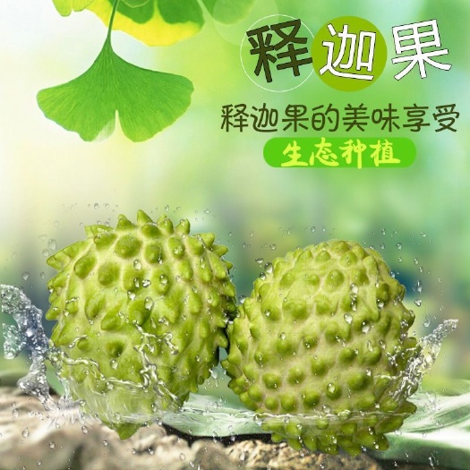 漳浦县福建凤梨释迦果番荔枝甜度高大果产地新鲜采摘一件代发顺丰包邮
