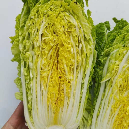 黄芯大白菜