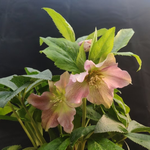 昆明铁筷子优质盆花盆栽网红植物