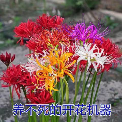 桑植县彼岸花，石蒜，曼珠沙华，种球