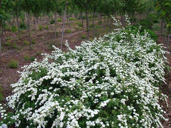 平湖市珍珠绣线菊