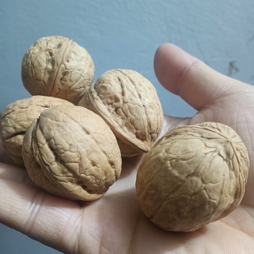 秭归县高山薄皮核桃好吃产地直销批发零售
