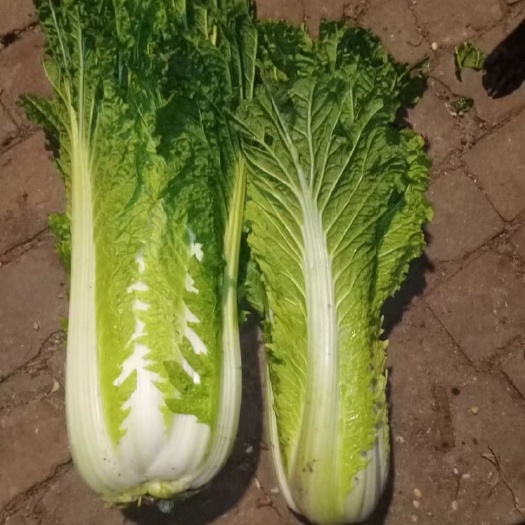 天津白菜