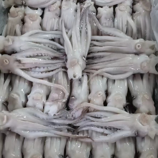 北海鱿鱼头，一手货源自产自销
