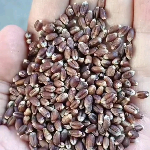 黑小麦五谷杂粮粗粮黑麦当季新黑麦全胚芽麦子带皮黑麦黑麦片袋