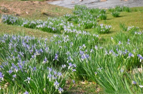 辽阳县马兰花
