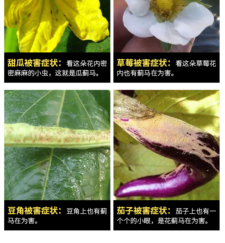 蓟马专用药甲维盐月季花卉茄子豆角草莓芒果柑橘果树农药杀虫剂