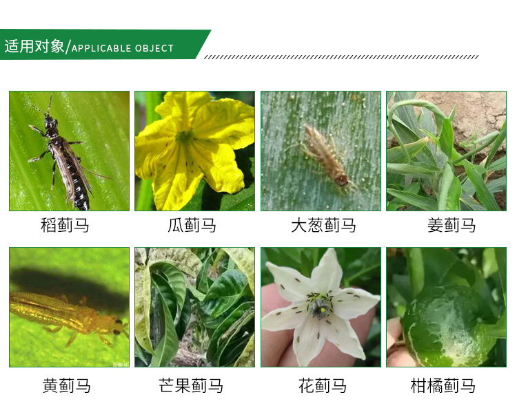蓟马专用药甲维盐月季花卉茄子豆角草莓芒果柑橘果树农药杀虫剂