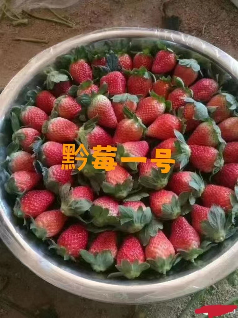 顺平县2022年新鲜奶油草莓品种九九红颜宁玉