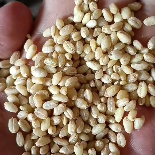 小麦仁麦仁即食煮粥去皮小麦煮粥厂家直发小麦