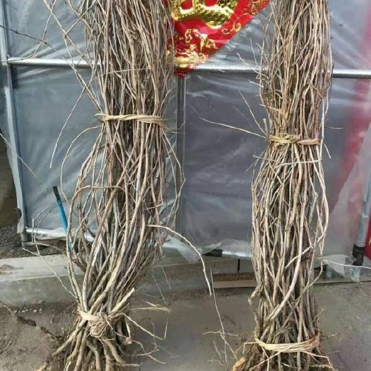 爬山虎