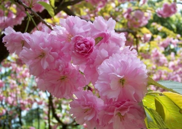 樱花树苗