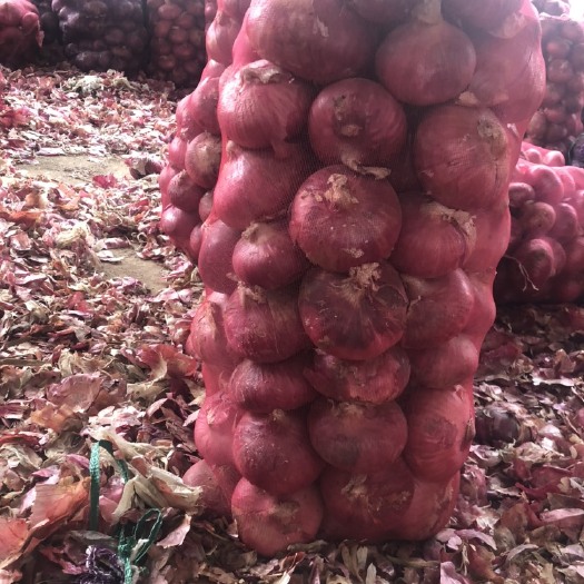 金乡县食堂货洋葱，，，，，，，质量好，价格便宜