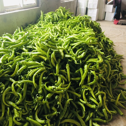 黑山县天天到货，一等品，就是好