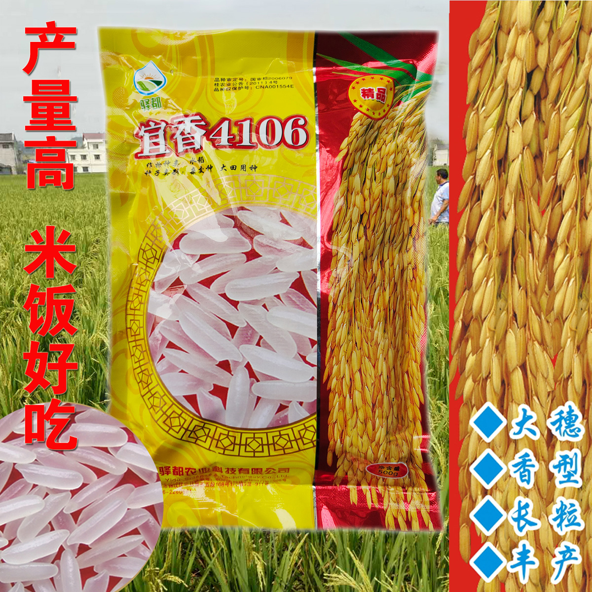 成都水稻种子航天稻中国泰米高产香稻杂交稻谷国色天香4106