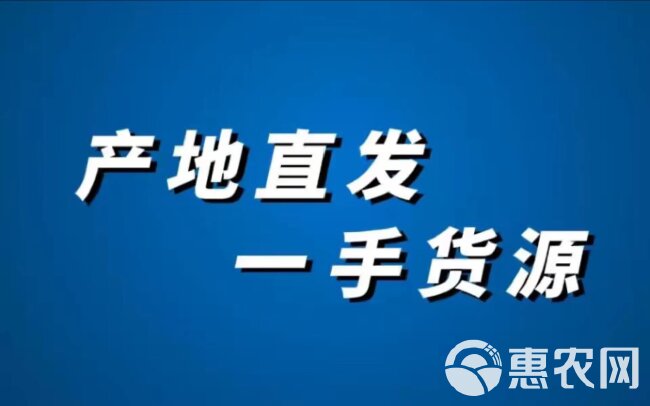 辽宁营口盖州细科空心芹菜上市均高700数十万斤品质好