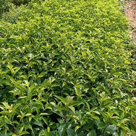 长治红果冬青苗