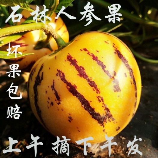 昆明现货速发云南石林人参果水果5斤黄肉黄心圆果新鲜大果低糖整箱