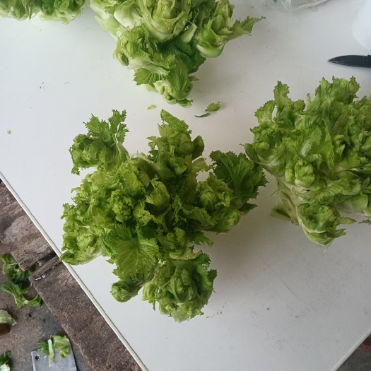 江油市儿菜