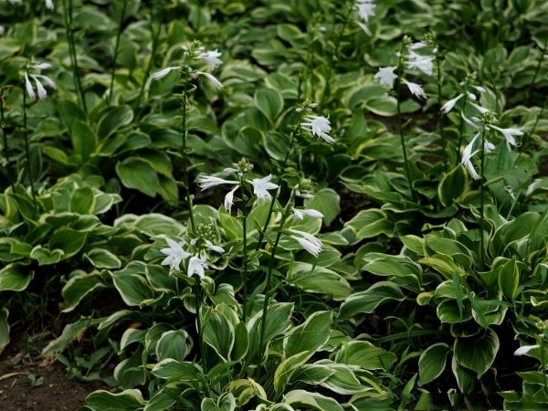 平湖市玉簪花