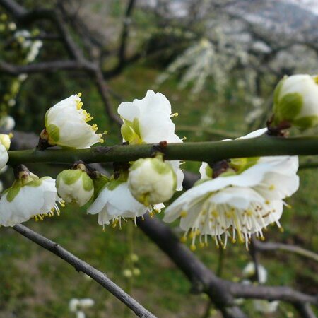 绿色梅花苗