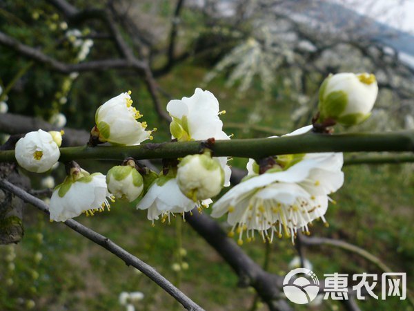 绿色梅花苗