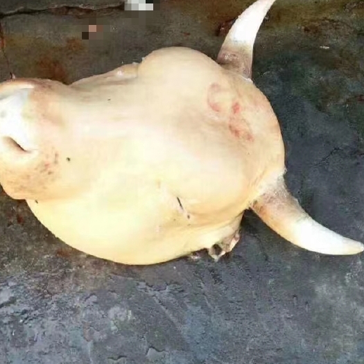 去毛牛头公牛头
