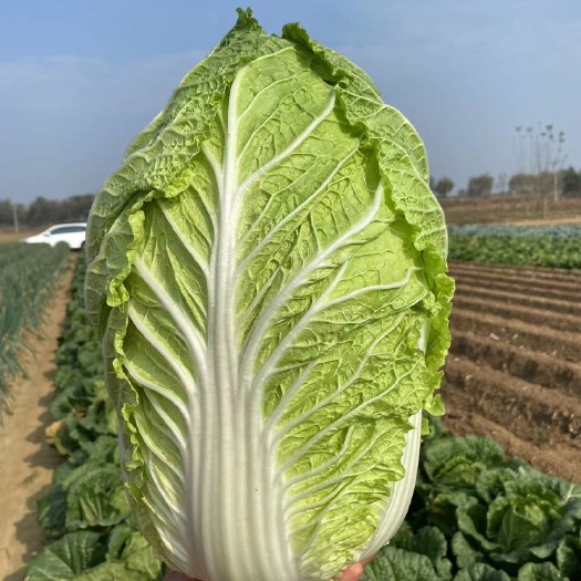菊锦大白菜  黄心白菜，大小车随到随装