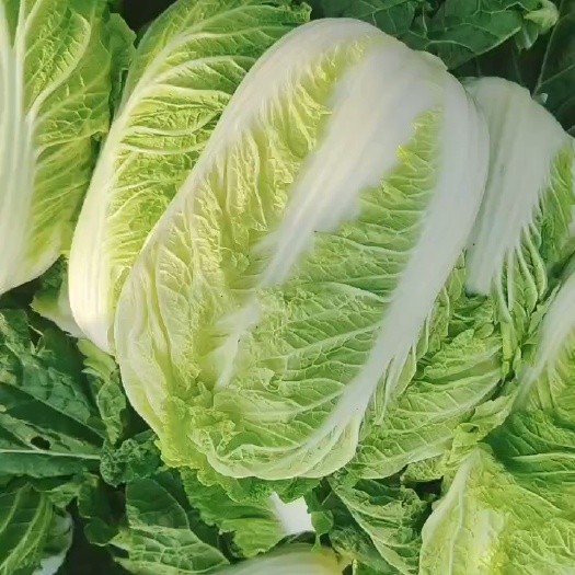 平阴县肥城黄心大白菜  秋宝白菜 黄心菜大量供应