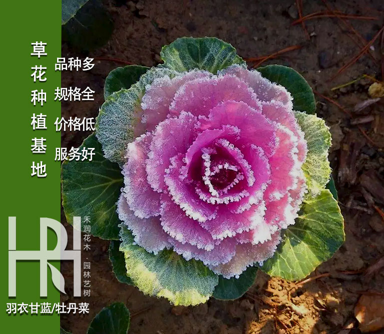 成都羽衣甘蓝批发，羽衣甘蓝基地，羽衣甘蓝价格